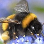 L’Europe en sérieux manque d’abeilles